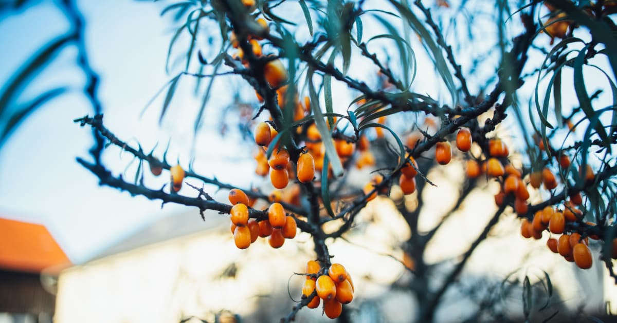 BioAdaptives obtient la certification WADA pour MyndMed™ auprès de TruShield™, ouvrant la voie aux athlètes professionnels