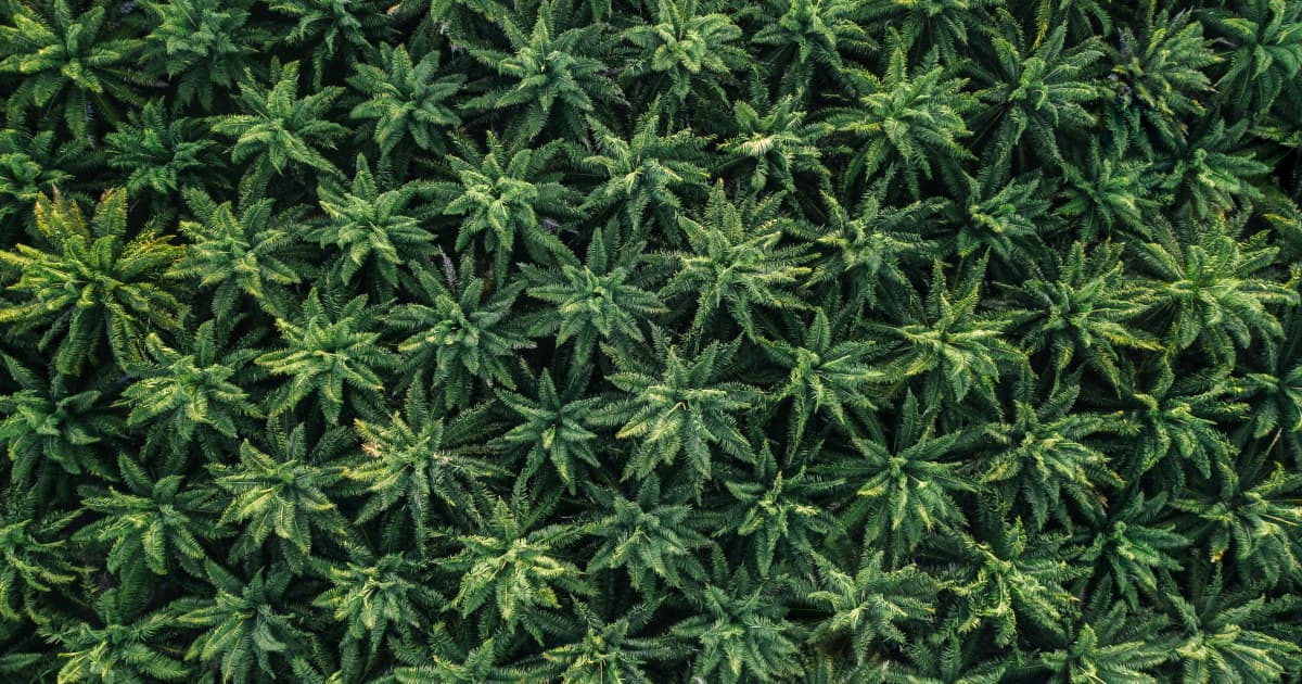 Une nouvelle législation fédérale accorde aux États le pouvoir de réglementer les produits THC du chanvre