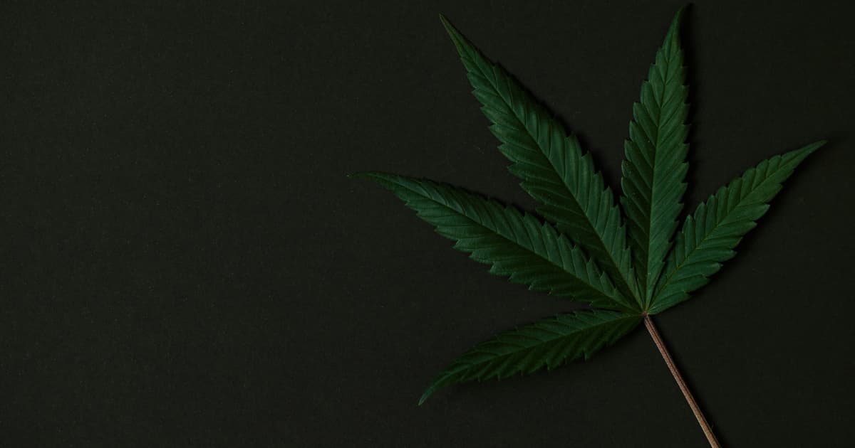 Splash Beverage Group entre sur le marché des boissons au THC à base de chanvre grâce à une coentreprise avec BAAD Ventures