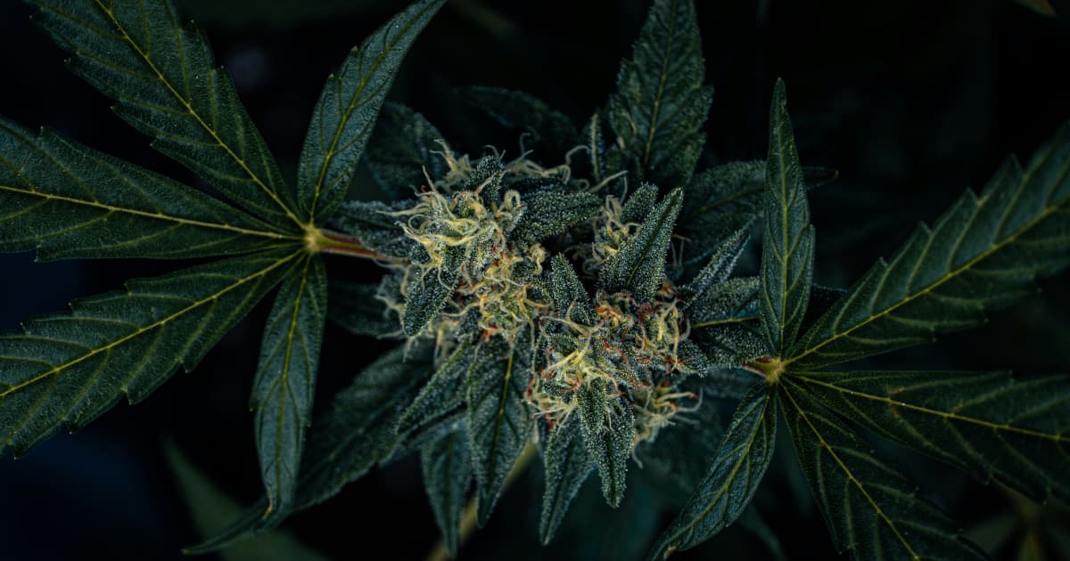 Le Michigan défend sa nouvelle taxe de gros sur le cannabis contre un recours en justice