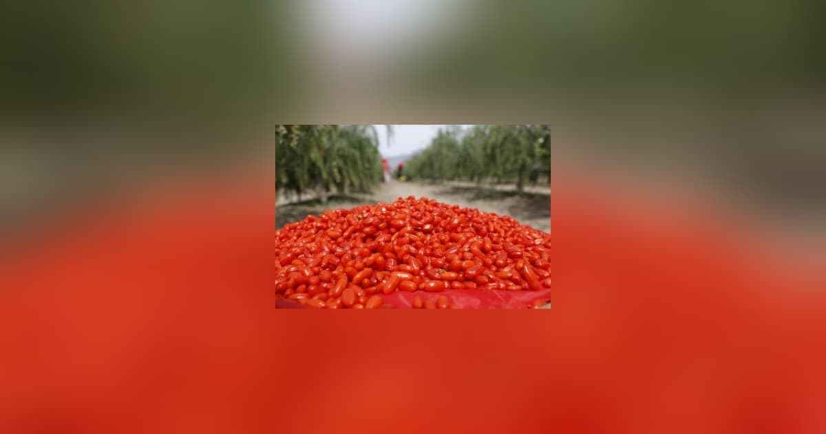 Baies de goji du Ningxia : d'une délicatesse ancienne à une industrie mondiale de super-aliments