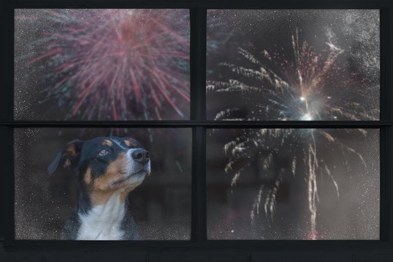 Un nouveau sondage Rover révèle que 65 % des animaux de compagnie craignent les feux d'artifice, entraînant des recommandations de sécurité