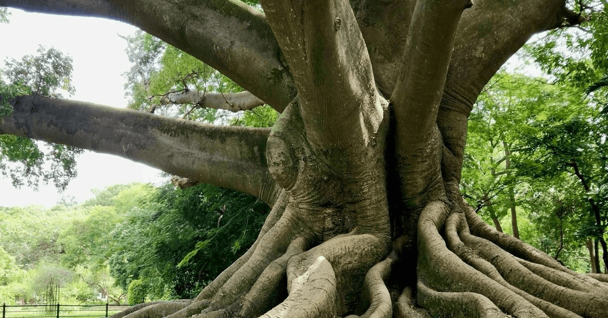 La Fondation ROOTS Fellowship finance des projets de préservation spirituelle autochtone sur trois continents