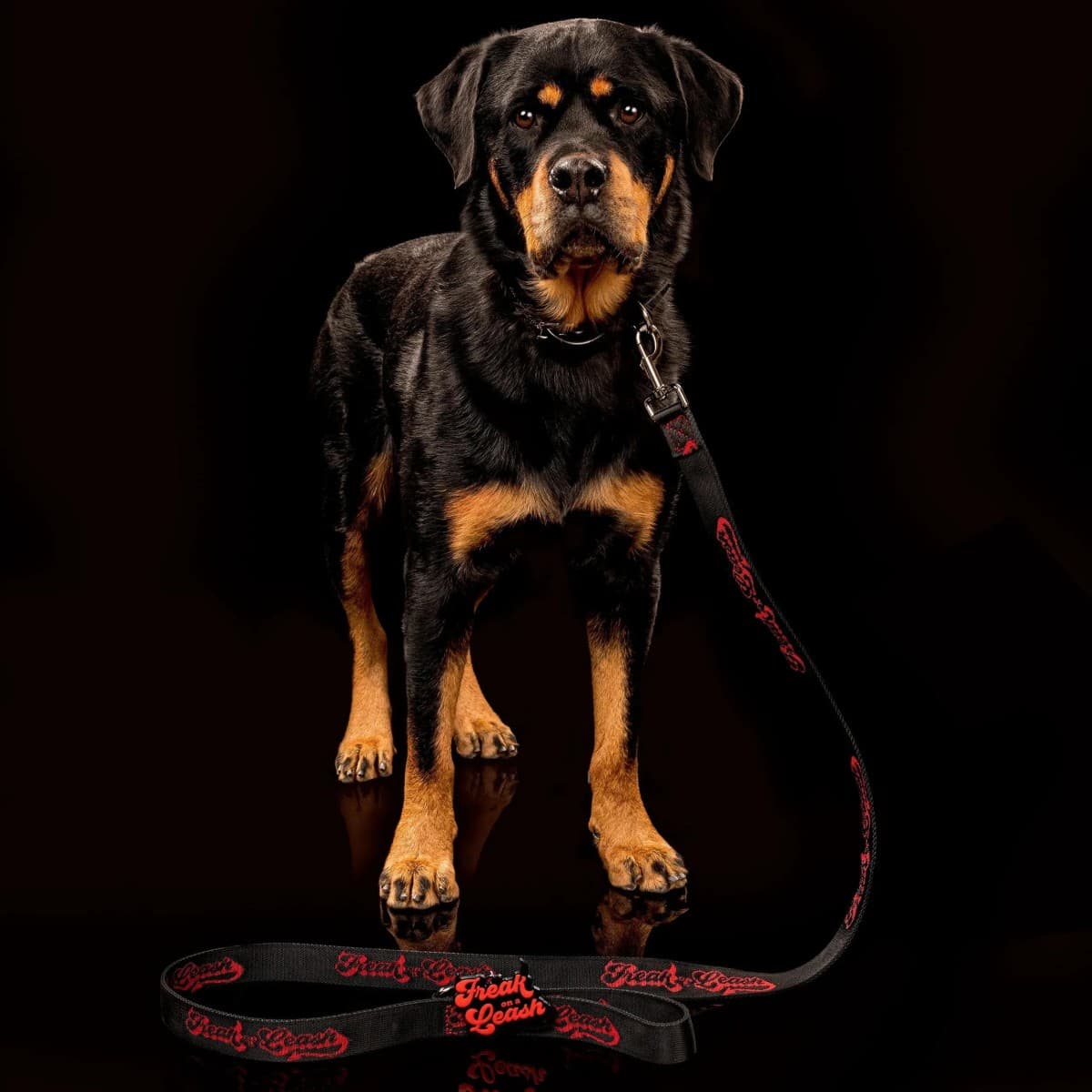 Freak On a Leash élève les colliers à pointes au rang d'accessoires quotidiens avec du cuir pleine fleur et des accessoires renforcés
