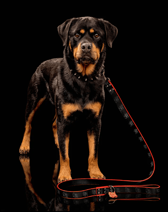 Freak On a Leash élargit sa gamme d'équipements en cuir pour chiens destinée aux propriétaires alternatifs