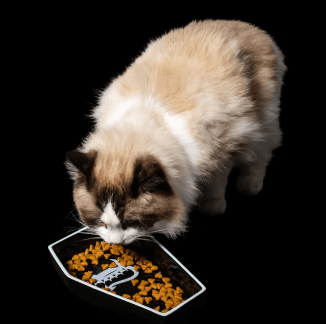Freak On A Leash lance sa première collection pour chats, élargissant son offre au-delà des chiens