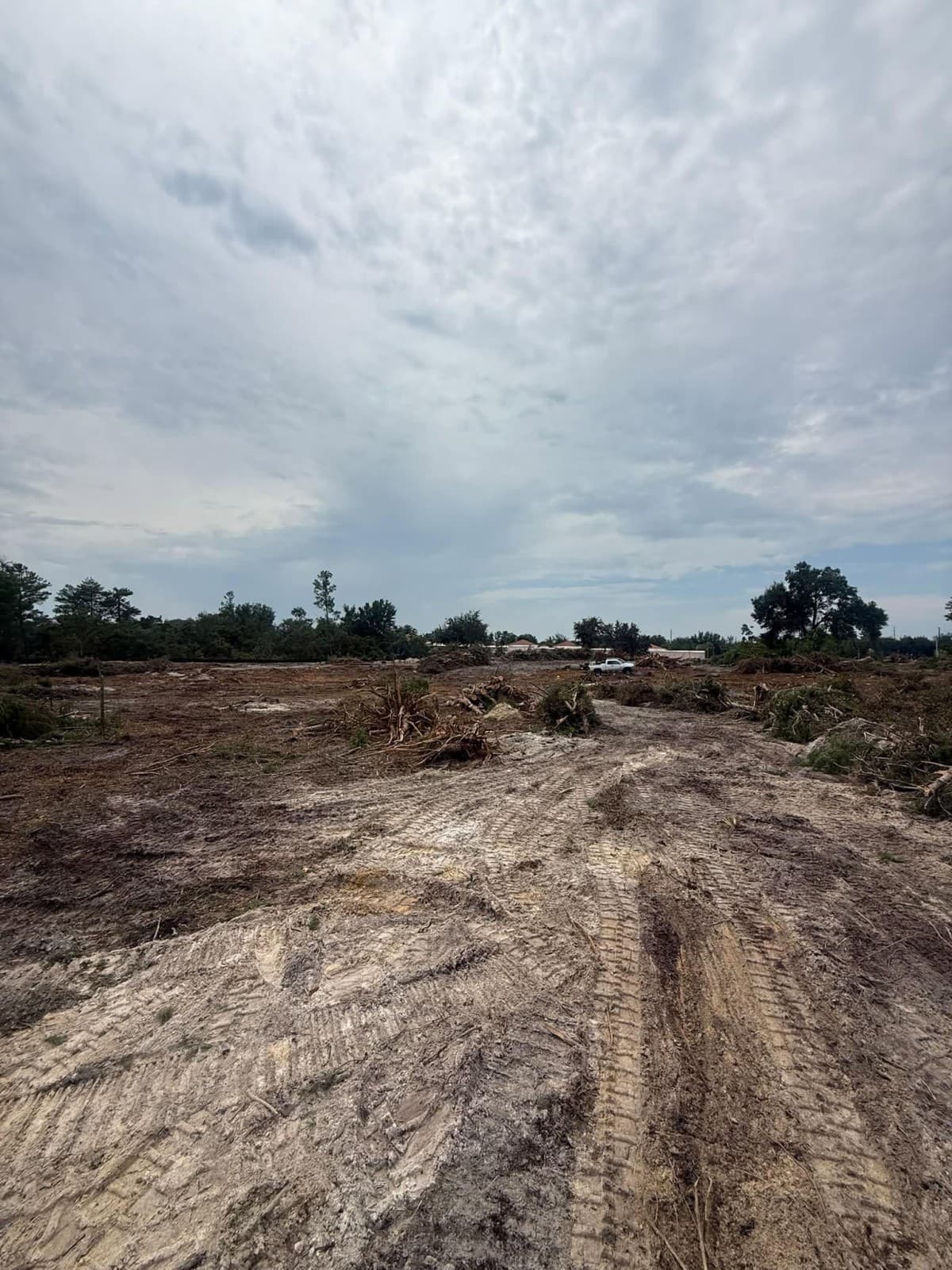 VB Tree Removal dévoile un guide complet sur le défrichement et le paillage forestier