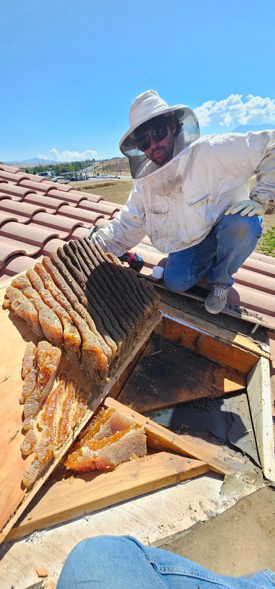 BeeSmart Bee Removal étend ses services d'extraction d'abeilles vivantes à Hemet pour répondre aux risques de laisser le rayon derrière
