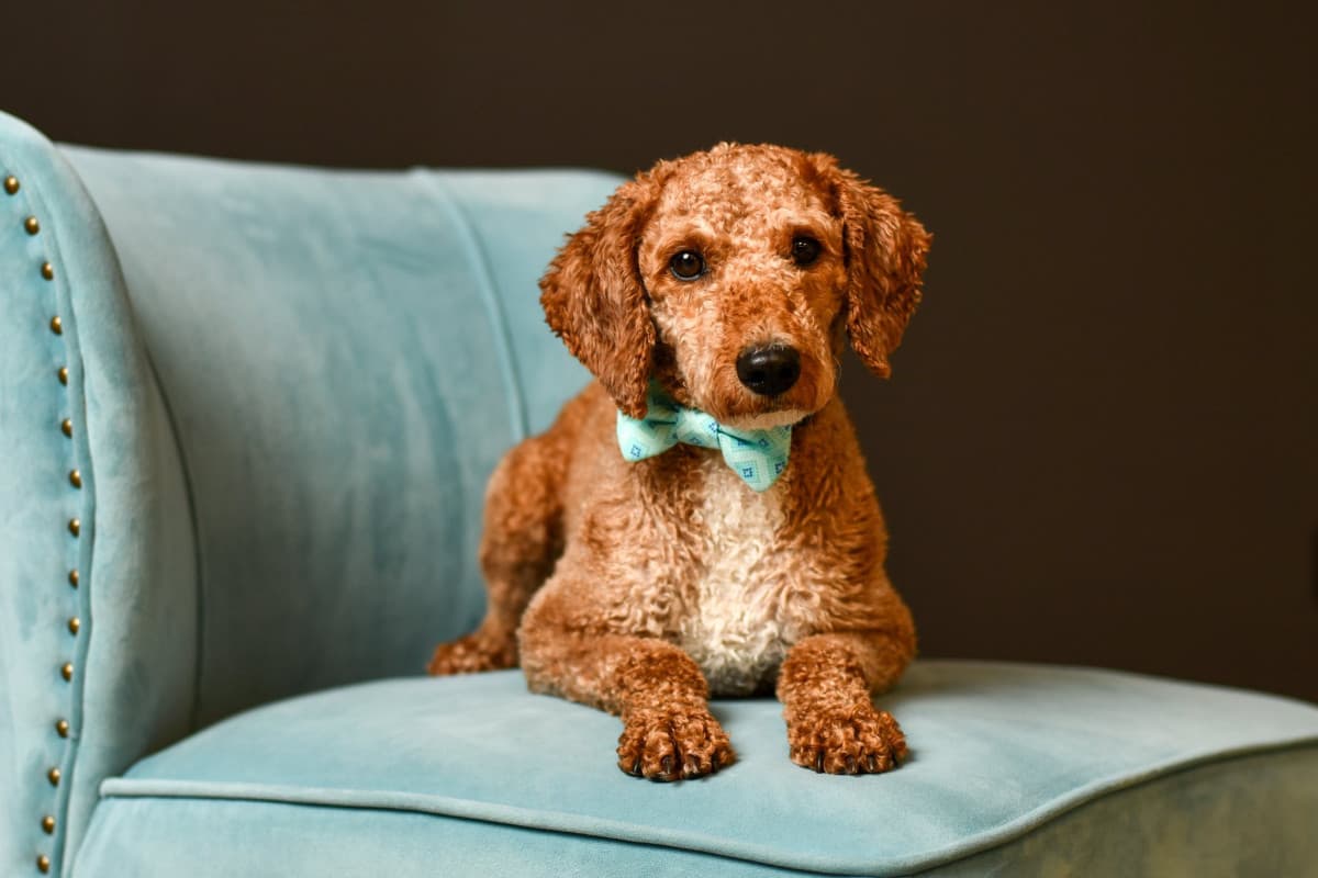 Un photographe de Columbus associe portraits de finissants et sauvetage animalier dans un programme innovant