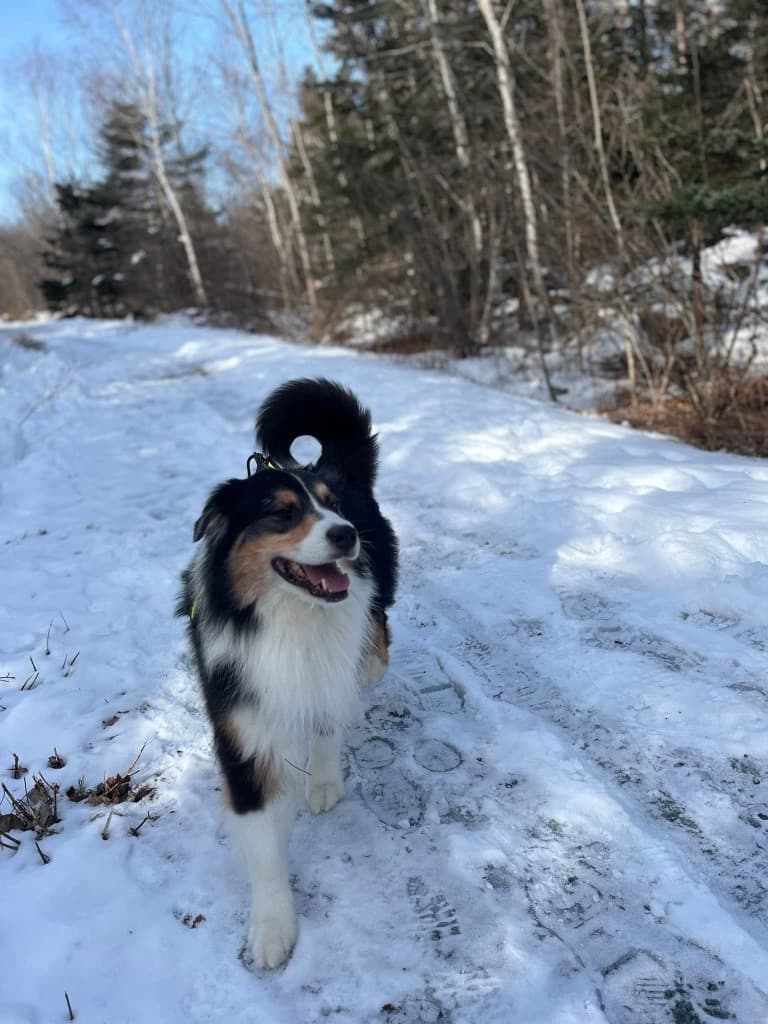 Des chiens canadiens intronisés au Panthéon des animaux de compagnie Purina 2026 pour des actes héroïques