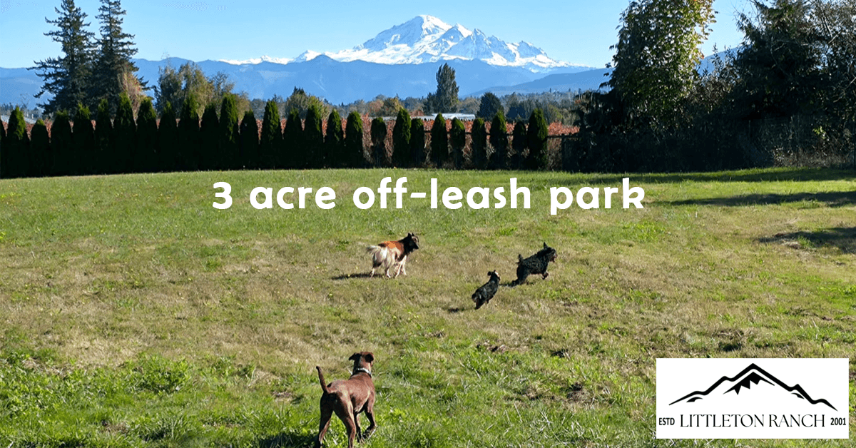 Littleton Ranch se transforme en Rescue Resource Ranch pour sauver les chiens en crise