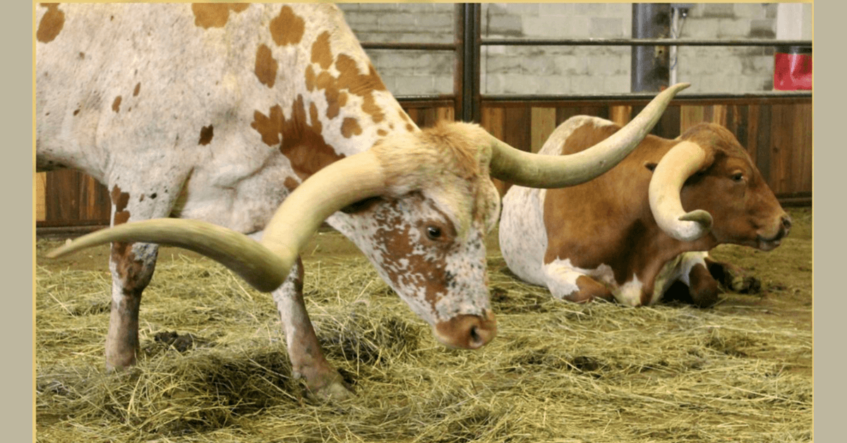 Glen Rose proclame la Semaine du Texas Longhorn ITLA du 5 au 11 octobre avec célébrations communautaires et championnat